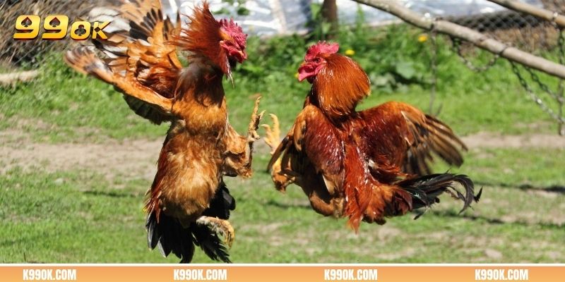 Những dòng chiến kê nổi bật xuất hiện thường xuyên